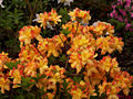 Rhododendron calendulaceum Kaska (Tomszak) IMG_6006 Różanecznik